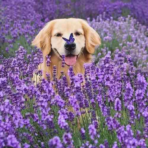 بیدل بروزیی از فکر و خیالته یار سر هَوتهی مسترم